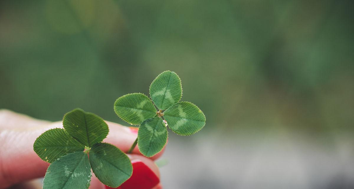 四叶幸运草的寓意（从植物学到文化传承，四叶幸运草的历史与意义）