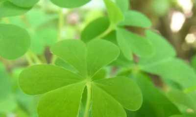 四叶幸运草的寓意（从植物学到文化传承，四叶幸运草的历史与意义）