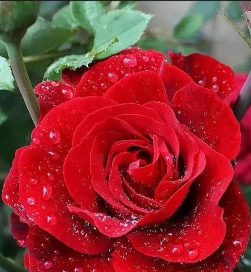 红玫瑰的花语和寓意——情爱与热情的象征（赏读红玫瑰，品味爱情真谛）