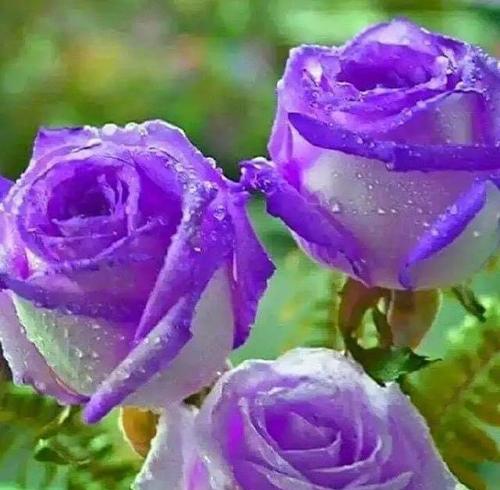 寓意深刻的紫色玫瑰（探究紫色玫瑰的象征意义及文化背景）