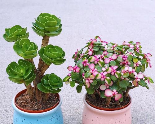 室内植物推荐（8种易养、美观的植物推荐，带你打造舒适的家居环境）