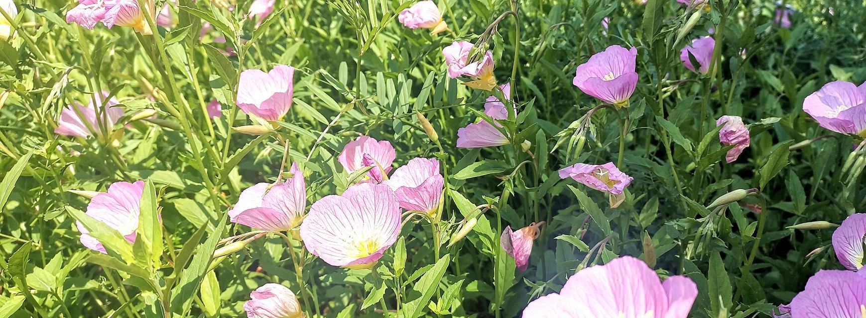 美丽月见草的生命周期（探秘美丽月见草的生长特点及功效）