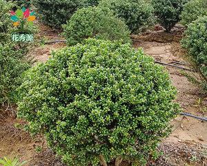 龟甲冬青树的种植和成活指南（容易养活的龟甲冬青树，适合您的园林绿化）