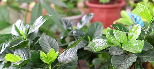 如何养护栀子花的花期（打造长久鲜艳的花园，让栀子花绽放更美丽）
