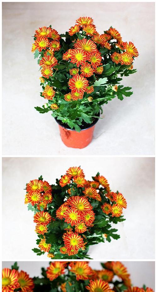 千头菊四季常青，花开不败（探秘千头菊的四季美丽与生命力，了解其应用和养护）
