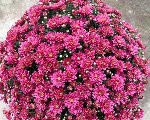 千头菊四季常青，花开不败（探秘千头菊的四季美丽与生命力，了解其应用和养护）