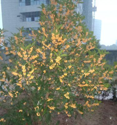 为什么我的桂花树不开花？（探究桂花树不开花的原因及解决方法）
