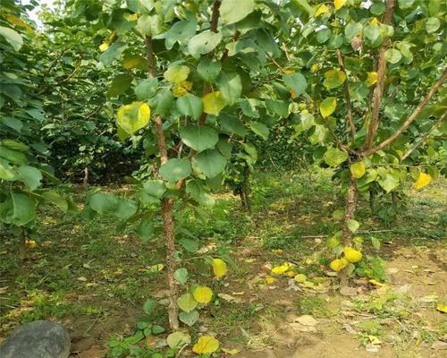 如何种植杏树（详细介绍杏树种植方法，让你轻松打造美丽庭院）