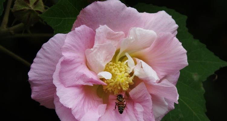 如何成功养殖芙蓉花？（选择合适土壤，打造完美花园）