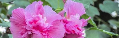 如何成功养殖芙蓉花？（选择合适土壤，打造完美花园）