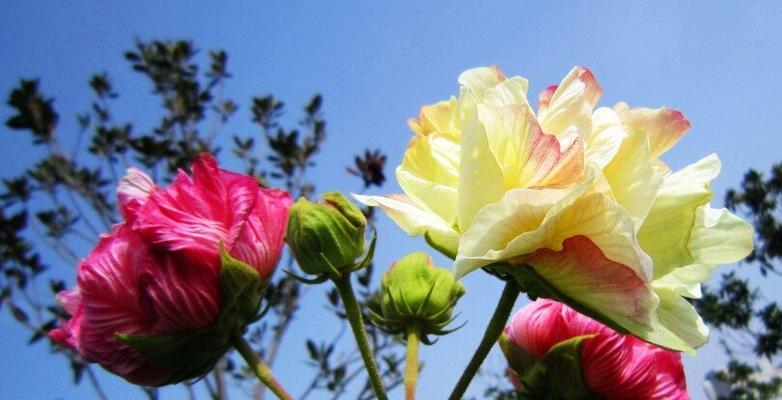 如何成功养殖芙蓉花？（选择合适土壤，打造完美花园）