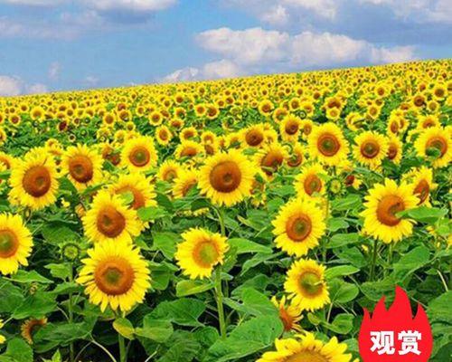 向日葵的播种时间和方法（快乐的花田——打造自己的向日葵花园）