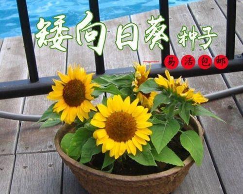 向日葵的播种时间和方法（快乐的花田——打造自己的向日葵花园）