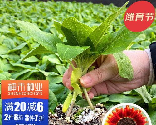 向日葵的播种时间和方法（快乐的花田——打造自己的向日葵花园）