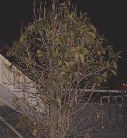 揭秘（桂花树的生长环境、营养、病虫害与掉叶原因）