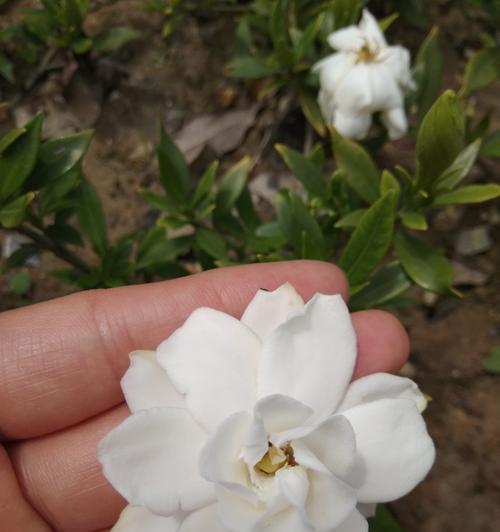 栀子花开的美丽时节（探寻栀子花开放的月份和魅力所在）