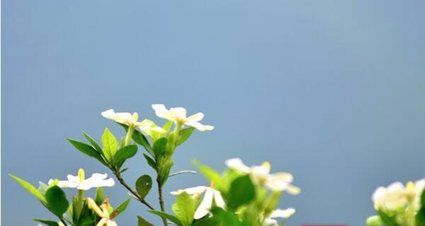 栀子花开的美丽时节（探寻栀子花开放的月份和魅力所在）