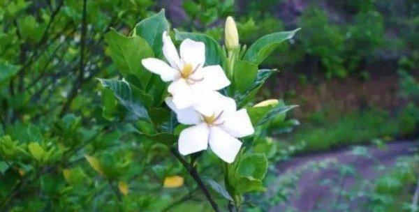 栀子花褐斑病的防治（保护园林环境关爱植物健康）