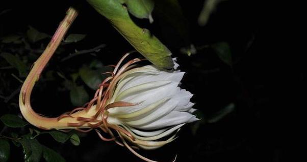 种植养护曼陀罗的全过程（探索曼陀罗种子发芽、生长、开花的奥秘）