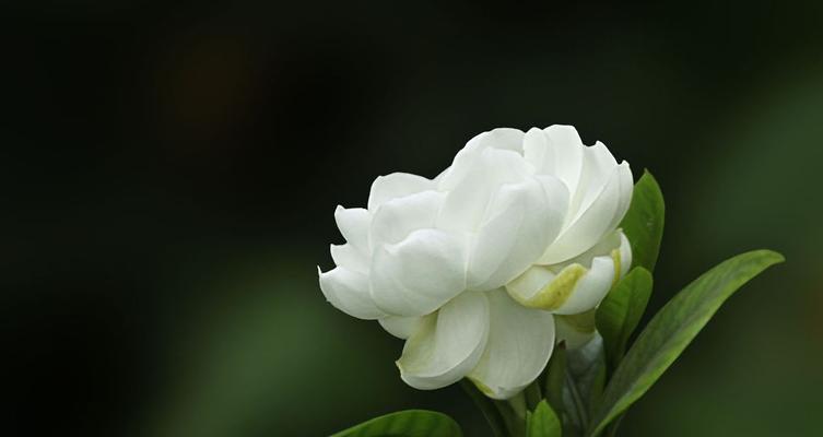 栀子花的花语象征与寓意（揭秘栀子花的神秘花语）