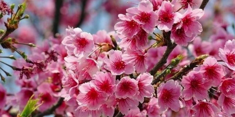 樱花花语，以花传情（了解樱花的8个花语，传递不同的情感）