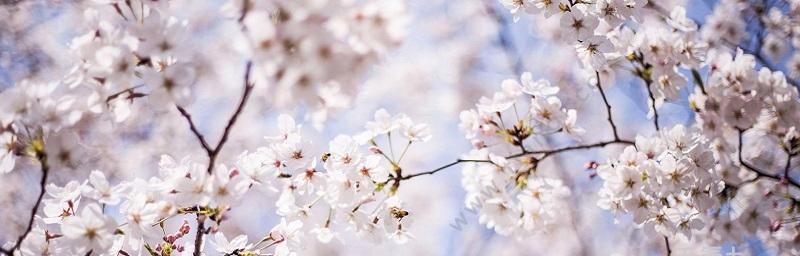 樱花花语，以花传情（了解樱花的8个花语，传递不同的情感）