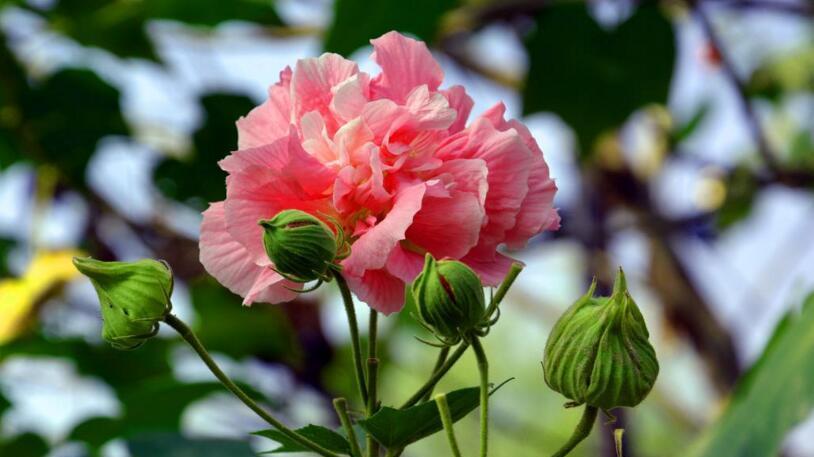 芙蓉花的花语和寓意（探寻芙蓉花背后的深刻内涵）