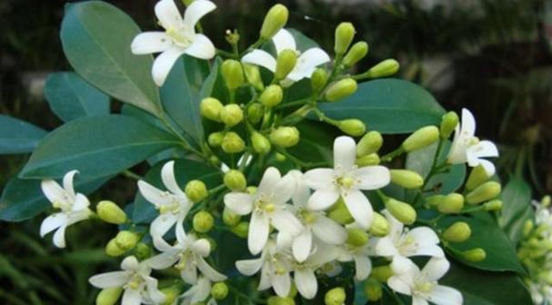 九里香花语（探寻九里香花的意义和象征）