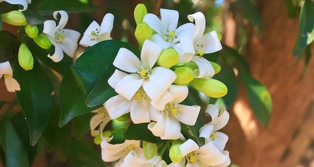 九里香花语（探寻九里香花的意义和象征）