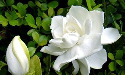探秘栀子花的花语（揭开栀子花所蕴含的秘密，解读其寓意）
