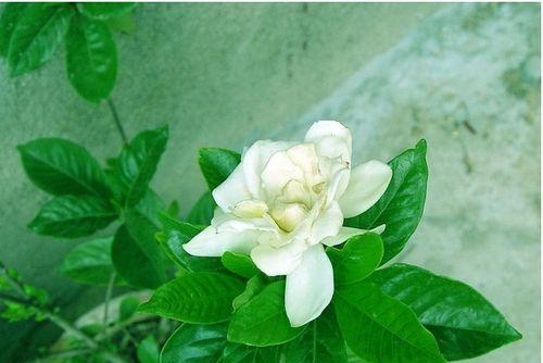 探秘栀子花的花语（揭开栀子花所蕴含的秘密，解读其寓意）