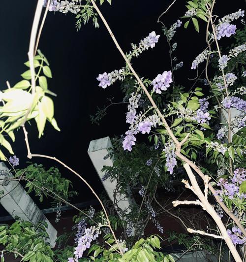 紫藤萝花语（寄托爱情的美丽祝福）