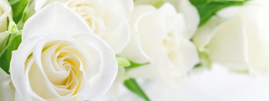 白玫瑰11朵花语的深刻寓意（探索白玫瑰花语中的爱情、纯真与美好）