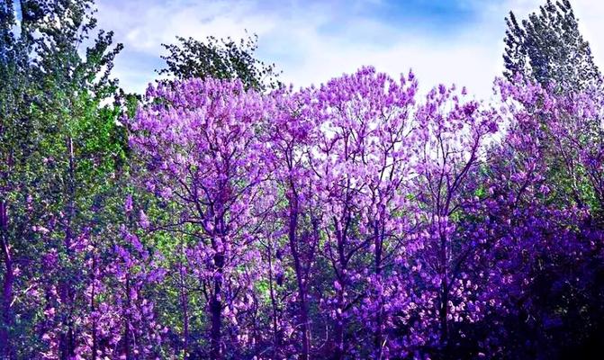 泡桐花的传说与花语（探寻泡桐花的神话传说及其寓意）