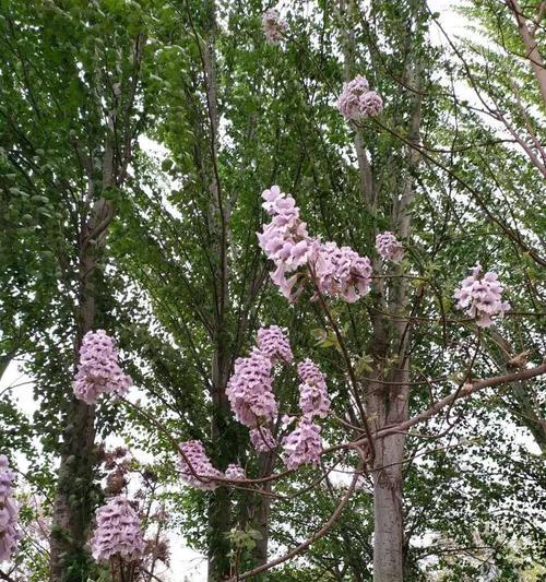 泡桐花的传说与花语（探寻泡桐花的神话传说及其寓意）