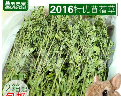 猫尾草的花语与文化背景（追寻自由的灵魂）