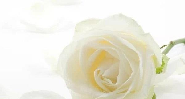 白玫瑰花语的象征意义（婚礼、悼念和纯洁之花，白色的传说）