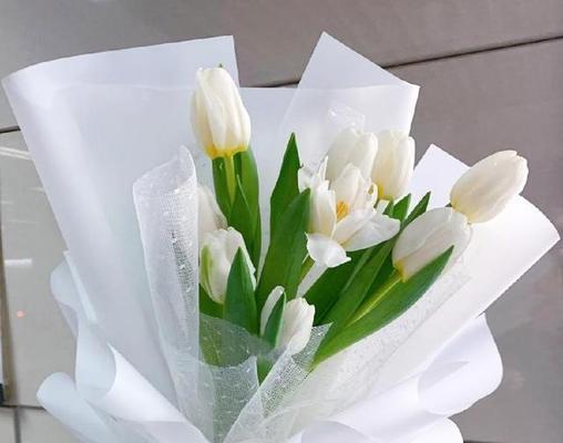 白色郁金香——纯洁与无暇的象征（花语、寓意与文化底蕴）
