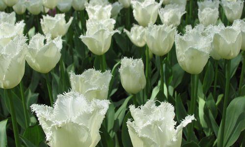白色郁金香——纯洁与无暇的象征（花语、寓意与文化底蕴）