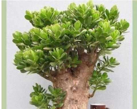 玉树花语的深刻寓意（探究玉树花的美丽之道）