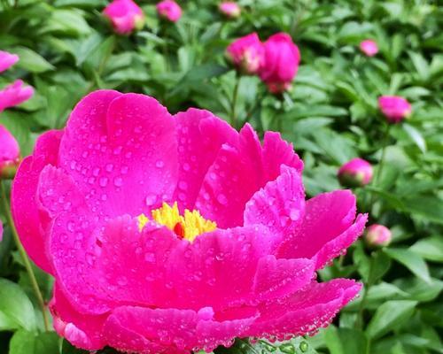 芍药的花语与寓意（传递着爱、生命和祝福的鲜花）