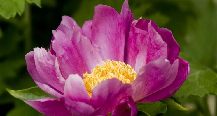 芍药的花语与寓意（传递着爱、生命和祝福的鲜花）