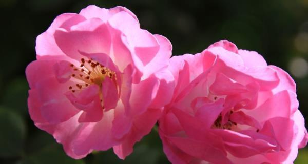 蔷薇花的特点剖析（探寻蔷薇花的花型、花色、香气和繁殖方式等特点）