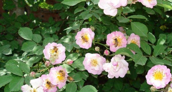 蔷薇花的特点剖析（探寻蔷薇花的花型、花色、香气和繁殖方式等特点）