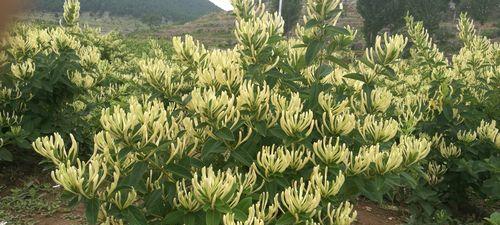 金银花的栽培种植技术（从选址到施肥全方位指南，打造丰硕果实）