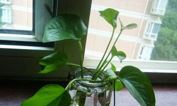 绿萝水培的方法和注意事项（打造绿色植物世界的窗口，绿萝水培）