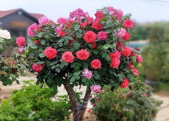 室内盆栽月季花的养殖方法（打造美丽花园，从室内盆栽月季花开始）