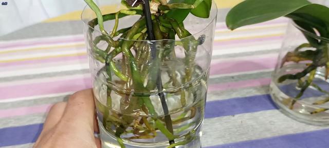 蝴蝶兰水培生根方法（让你的蝴蝶兰更健康成长）