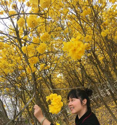 黄风铃花的花期是多久？（探究黄风铃花的生长特征与开花规律）