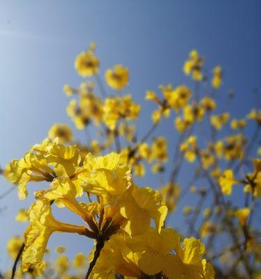 黄风铃花的花期是多久？（探究黄风铃花的生长特征与开花规律）